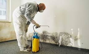 Best Black Mold Removal  in Hampton, AR